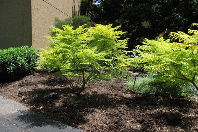 Tiger eye clearance sumac